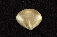 藏品(普通文蛤)的圖片